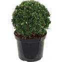 Buxus vervanger Ilex Crenata Dark Green Bol M 55 cm tuinplant