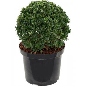Buxus vervanger Ilex Crenata Dark Green Bol M 55 cm tuinplant