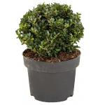 Buxus vervanger Ilex Crenata Dark Green Bol S 45 cm tuinplant