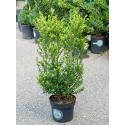 Buxus vervanger Ilex Crenata Dark Green Bush 105 cm tuinplant