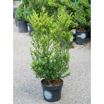 Buxus vervanger Ilex Crenata Dark Green Bush 105 cm tuinplant