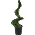 Buxus vervanger Ilex Crenata Dark Green Spiraal 110 cm tuinplant