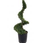 Buxus vervanger Ilex Crenata Dark Green Spiraal 110 cm tuinplant