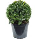 Buxus vervanger Ilex Crenata Maxima Bol L 60 cm tuinplant
