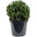 Buxus vervanger Ilex Crenata Maxima Bol M 55 cm tuinplant