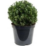 Buxus vervanger Ilex Crenata Maxima Bol M 55 cm tuinplant