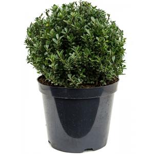 Buxus vervanger Ilex Crenata Maxima Bol M 55 cm tuinplant