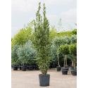 Laurierboom Laurus Nobilis Bush 210 cm tuinplant