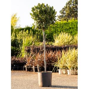 Laurierboom Laurus Nobilis op stam L 180 cm tuinplant