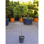 Laurierboom Laurus Nobilis op stam M 120 cm tuinplant