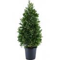 Laurierboom Laurus Nobilis Pyramide 140 cm tuinplant