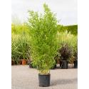 Bamboe plant Phyllostachys Aurea 130 cm tuinplant