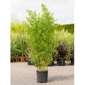 Bamboe plant Phyllostachys Aurea 130 cm tuinplant