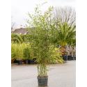 Bamboe plant Phyllostachys Bissetii 150 cm tuinplant