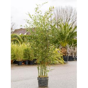 Bamboe plant Phyllostachys Bissetii 150 cm tuinplant