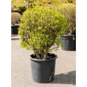Pronkklokje Enkianthus Campanulatus 110 cm tuinplant