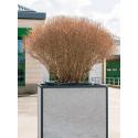 Pronkklokje Enkianthus Perulatus M 155 cm tuinplant