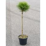 Dennenboom Pinus Marie Bregeon 130 cm tuinplant