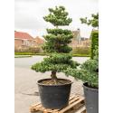 Dennenboom Pinus Parviflora 200 cm tuinplant