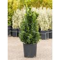 Kardinaalsmuts Euonymus Jap Paloma Blanca 75 cm tuinplant