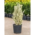 Kardinaalsmuts Euonymus Jap White Spire 75 cm tuinplant