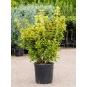 Kardinaalsmuts Euonymus Pulchellus Aurea 120 cm tuinplant