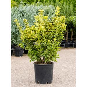 Kardinaalsmuts Euonymus Pulchellus Aurea 120 cm tuinplant