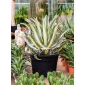 Agave Amerciana Mediopicta Alba 120 cm tuinplant