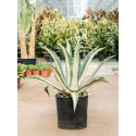 Agave Amerciana Mediopicta Alba 80 cm tuinplant