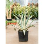 Agave Amerciana Mediopicta Alba 80 cm tuinplant