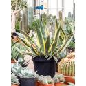 Agave Americana Variegata 160 cm tuinplant