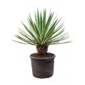 Agave Angustifolia L 90 cm tuinplant