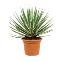 Agave Angustifolia M 90 cm tuinplant