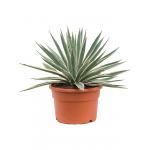 Agave Angustifolia S 45 cm tuinplant