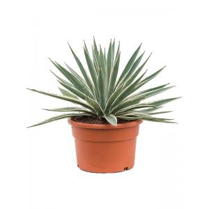 Agave Angustifolia S 45 cm tuinplant