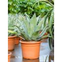 Agave Centrica L 70 cm tuinplant