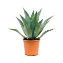 Agave Centrica M 55 cm tuinplant