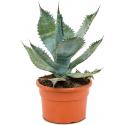 Agave Colorata S 40 cm tuinplant