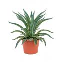 Agave Desmettiana S 50 cm tuinplant
