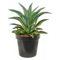 Agave Desmettiana Variegata M 60 cm tuinplant