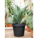 Agave Ferox M 100 cm tuinplant
