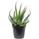 Agave Ferox S 60 cm tuinplant