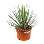 Agave Filifera 50 cm tuinplant