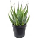 Agave Gentryi 80 cm tuinplant
