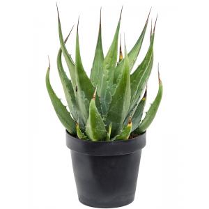 Agave Gentryi 80 cm tuinplant