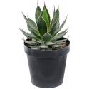 Agave Horrida 40 cm tuinplant