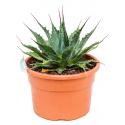 Agave Montana 30 cm tuinplant