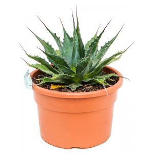 Agave Montana 30 cm tuinplant