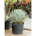 Agave Parryi 50 cm tuinplant