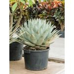 Agave Parryi 50 cm tuinplant